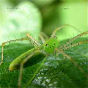 Horchata - Crypsis mp3 album