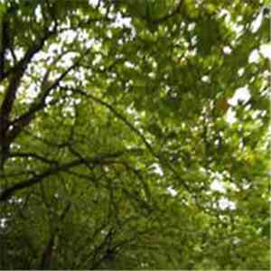Bent Spoon Trio - Ever, When You Were There mp3 album