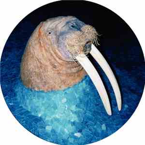 Tross - The Walrus EP mp3 album