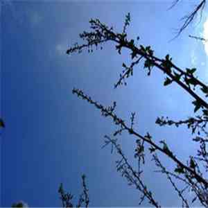 0729 - Stil.Life mp3 album
