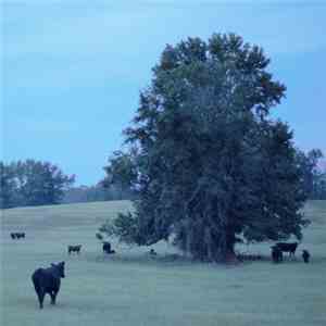 Adjective  - Mistell Echo mp3 album