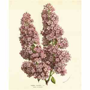 Slow Dakota - The Lilac Bush mp3 album