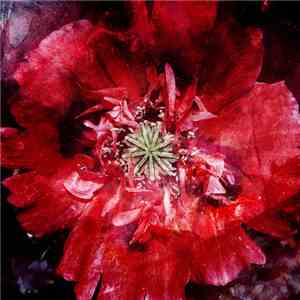 Blitz Kids - Vagrants & Vagabonds mp3 album