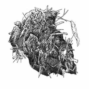 Various - Ekstyrpacja Miazgi mp3 album