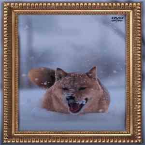 Denki Groove - Leonardo Inu Prio mp3 album