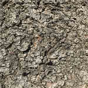 Dagshenma - NYP312(RC1~9) mp3 album