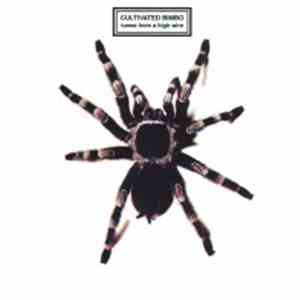 Cultivated Bimbo - Tunes From A High Wire mp3 album