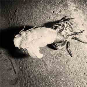 Akano Shibahito - MOLT saxophone improvisation mp3 album