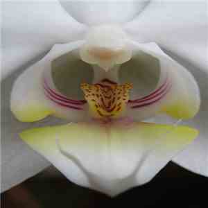Bull Of Heaven - Internet Handle For A Thirteen Year Old Girl mp3 album