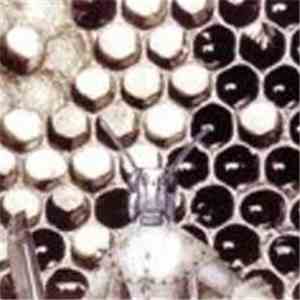 Horticultural Compass - The Apparition Of Bees mp3 album