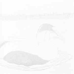 Common Eider, King Eider - How To Build A Cabin mp3 album