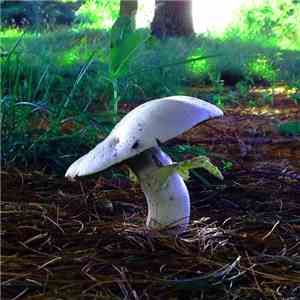Audeka - Mushrooms Are Alien Probes mp3 album