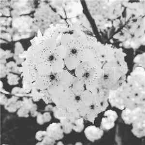 Sea Of Evenings - Heavy Feet mp3 album