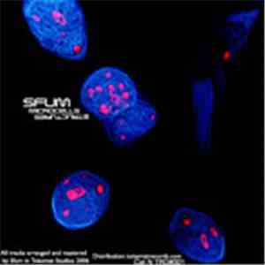 Sfum - Microcells Structures mp3 album