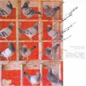 Davide Balula - Pellicule mp3 album