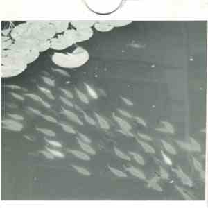 Arc Of Doves - Never Let Me Go mp3 album