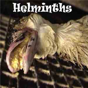 Helminths - Sex With A Dead Rat On The Roadside mp3 album