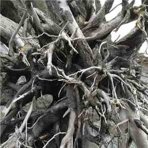 Lands Of Conifer - Demos [2013-2014] mp3 album