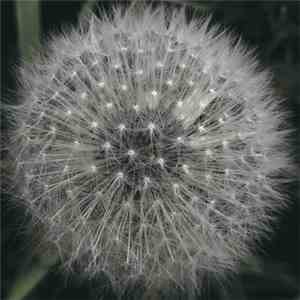 Levitation  - Meanwhile Gardens mp3 album