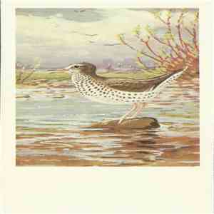 No Artist - Spotted Sandpiper mp3 album